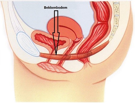 bekkenbodem en incontinentie bij vrouwen